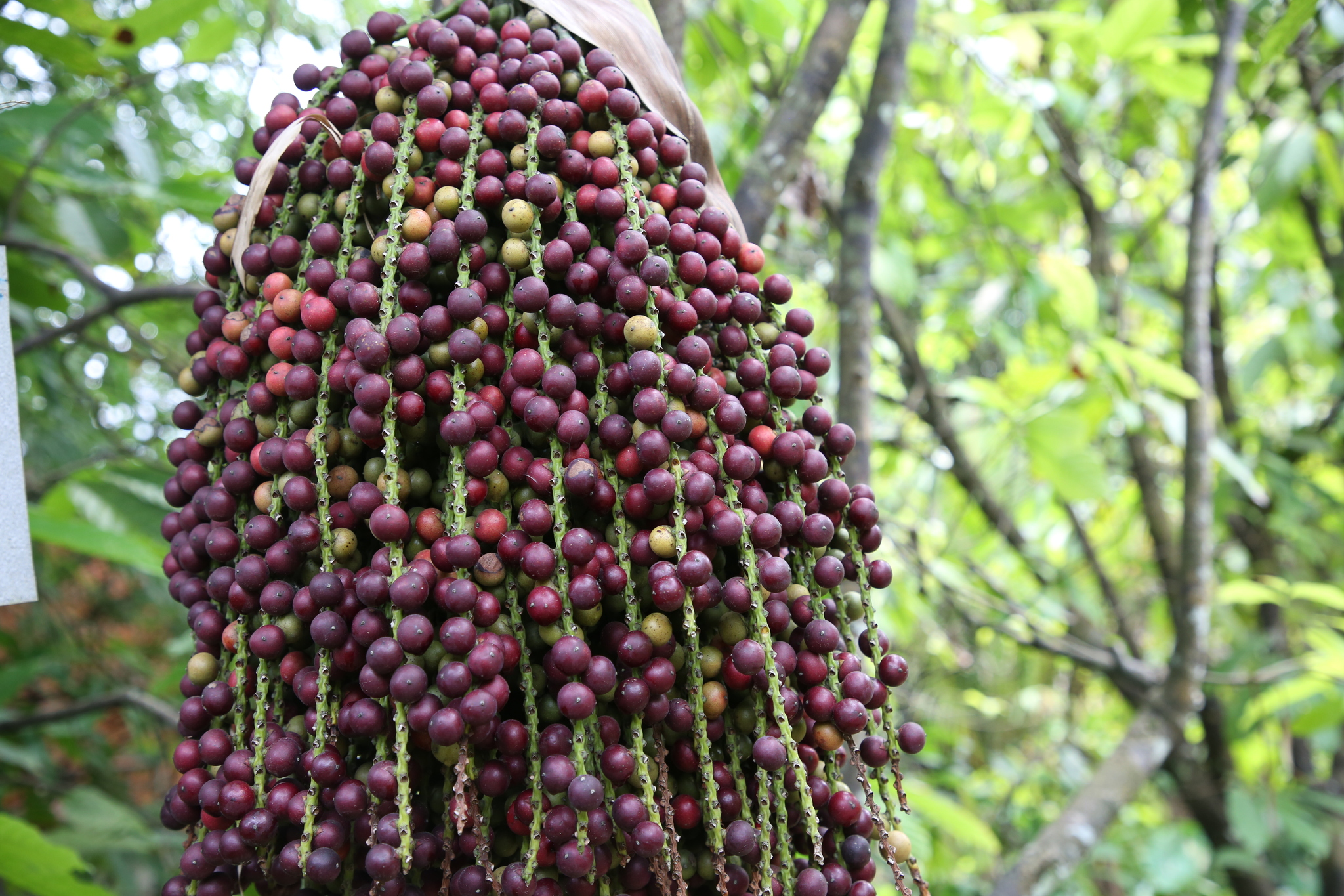 Caryota urens (Caryota urens)