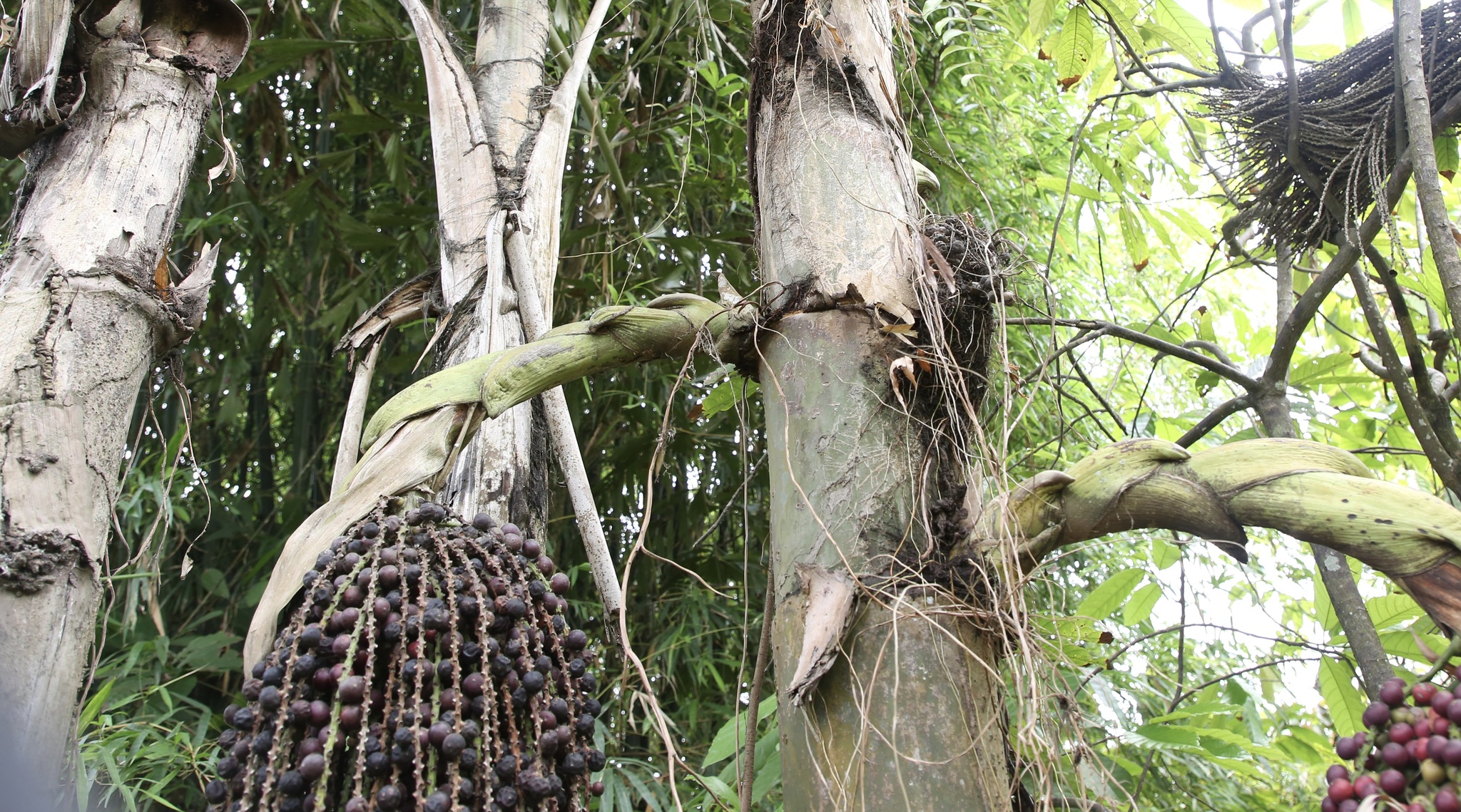 Caryota urens — ảnh 2