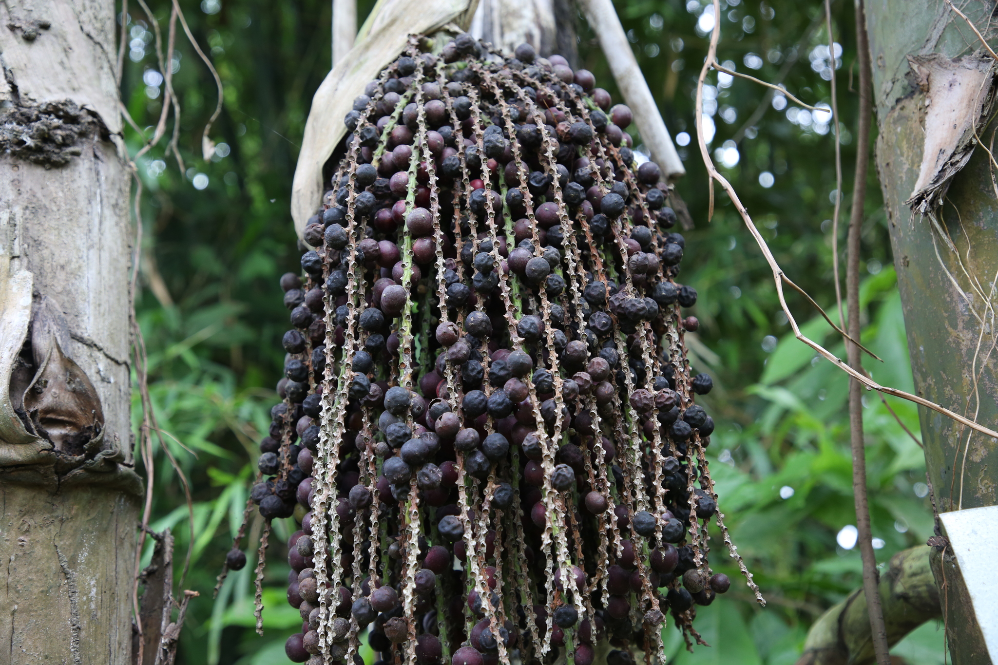 Caryota urens — ảnh 3