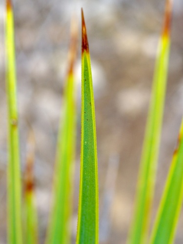 Image of Yucca thompsoniana by (c) Michelle W. （鍾偉瑋）, some rights reserved (CC BY)