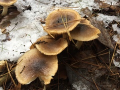 Hygrophorus hypothejus image