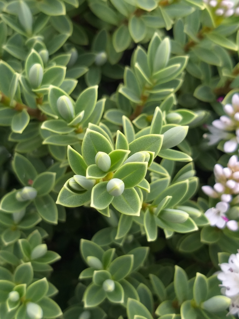 Veronica topiaria