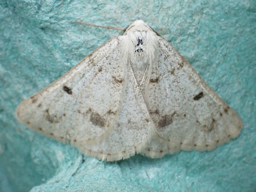 Grey Scalloped Bar