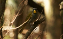 Nesoptilotis flavicollis