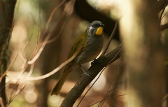 Nesoptilotis flavicollis