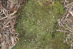 Lepidoziaceae