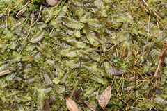 Lepidoziaceae