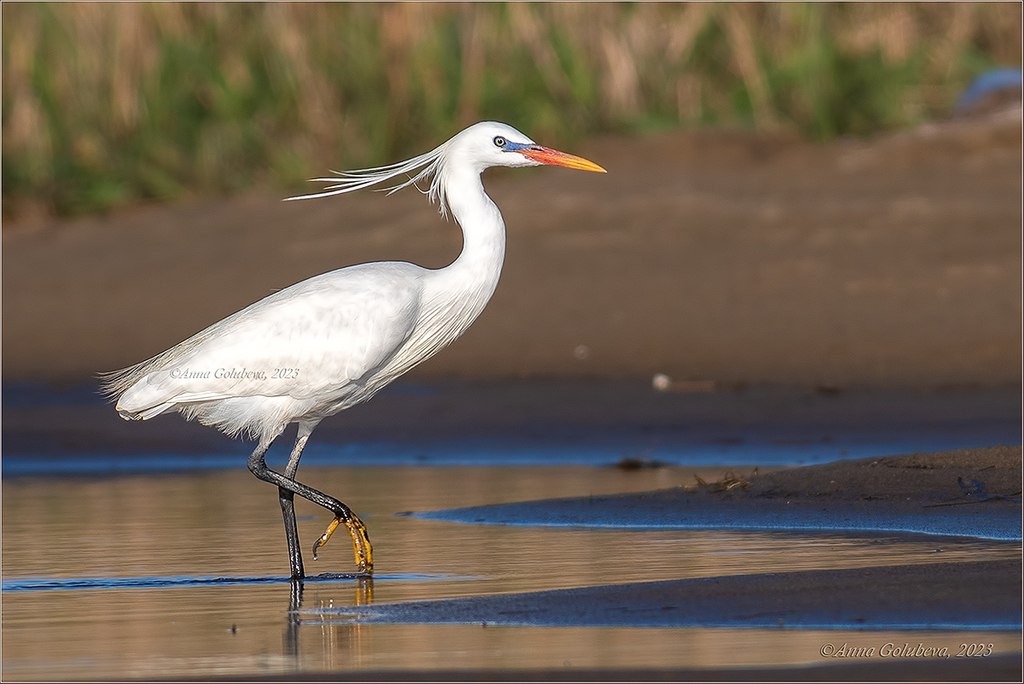 Chinese Egret photo