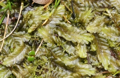 Lepidoziaceae