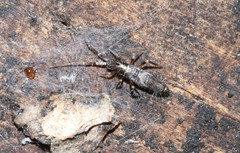 Entomobryoidea