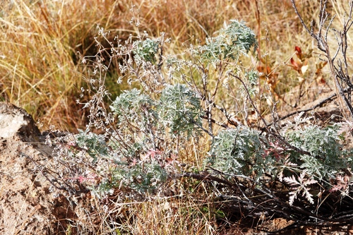 Drakensberg cranesbill (Geranium drakensbergense)