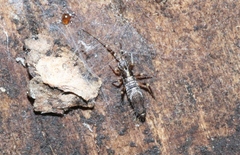 Entomobryoidea