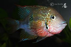 Spotcheek Cichlid photo 1