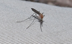 Aedes cunabulanus