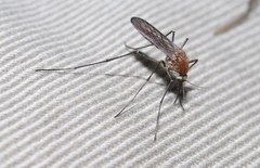 Aedes cunabulanus
