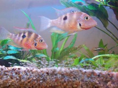 Spotcheek Cichlid photo 2