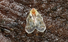 Saccharodite chrysonoe