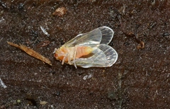 Saccharodite chrysonoe