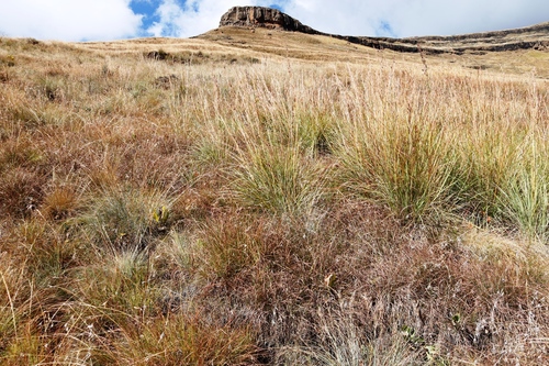 Drege's Deckgrass (Hyparrhenia dregeana)