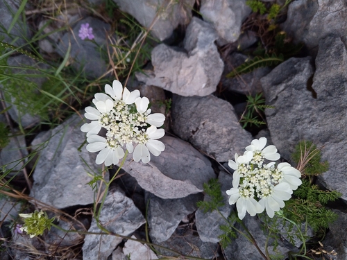 lúčovka veľkokvetá (Orlaya grandiflora)