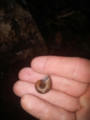 Neocyclotus dysoni