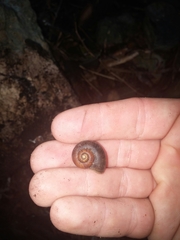 Neocyclotus dysoni