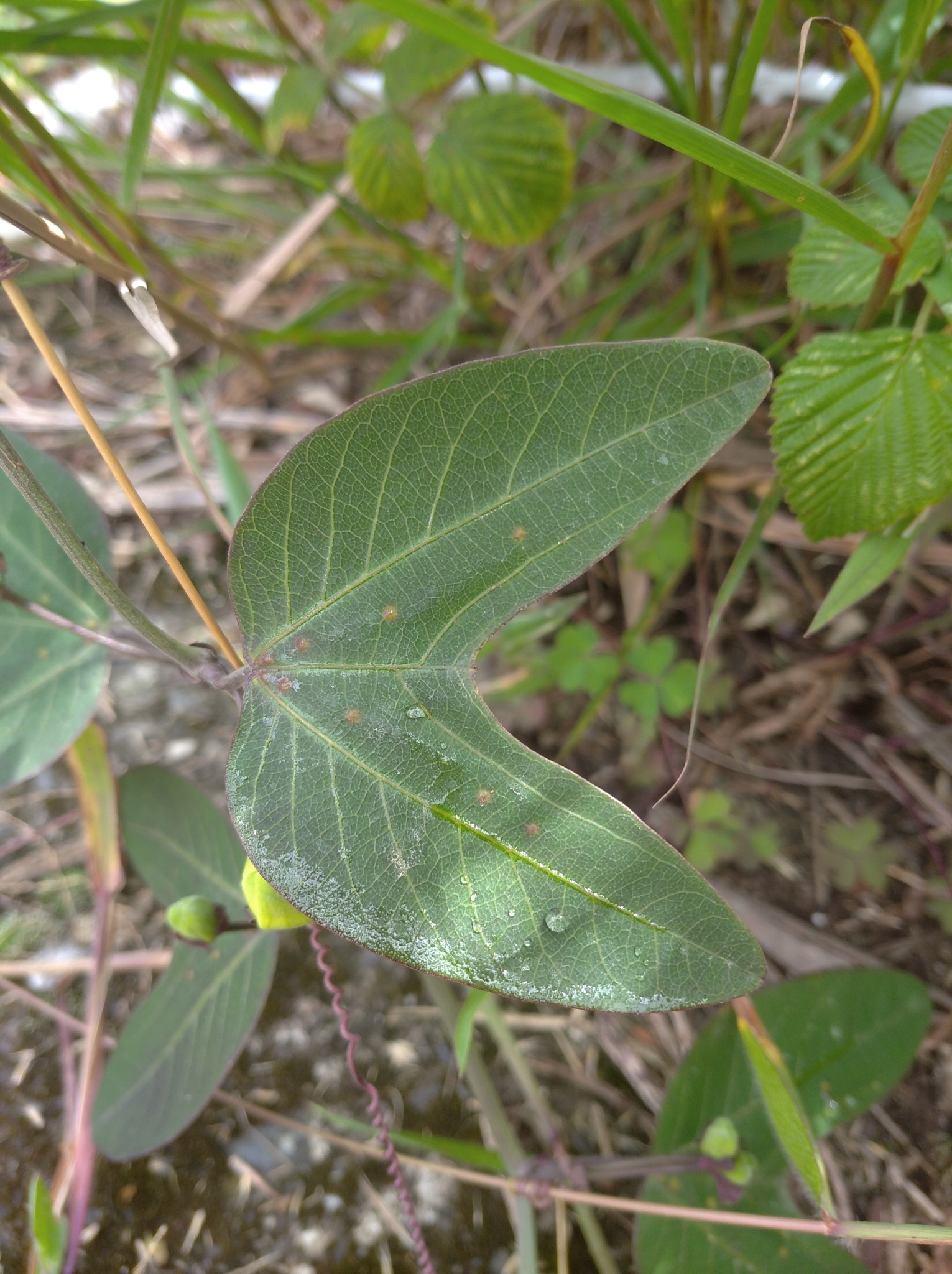 Passiflora indecora image