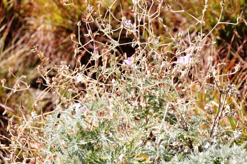 Image of Geranium robustum by (c) Tony Rebelo, some rights reserved (CC BY-SA)