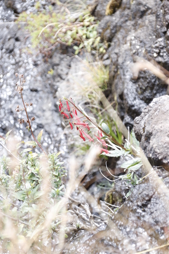 Image of Cape-Fuchsia (Phygelius capensis) by (c) Tony Rebelo, some rights reserved (CC BY-SA)