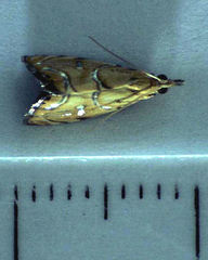 Glaucocharis auriscriptella