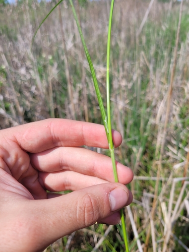 Image of Carex sartwellii by (c) Sam Turner, some rights reserved (CC BY)
