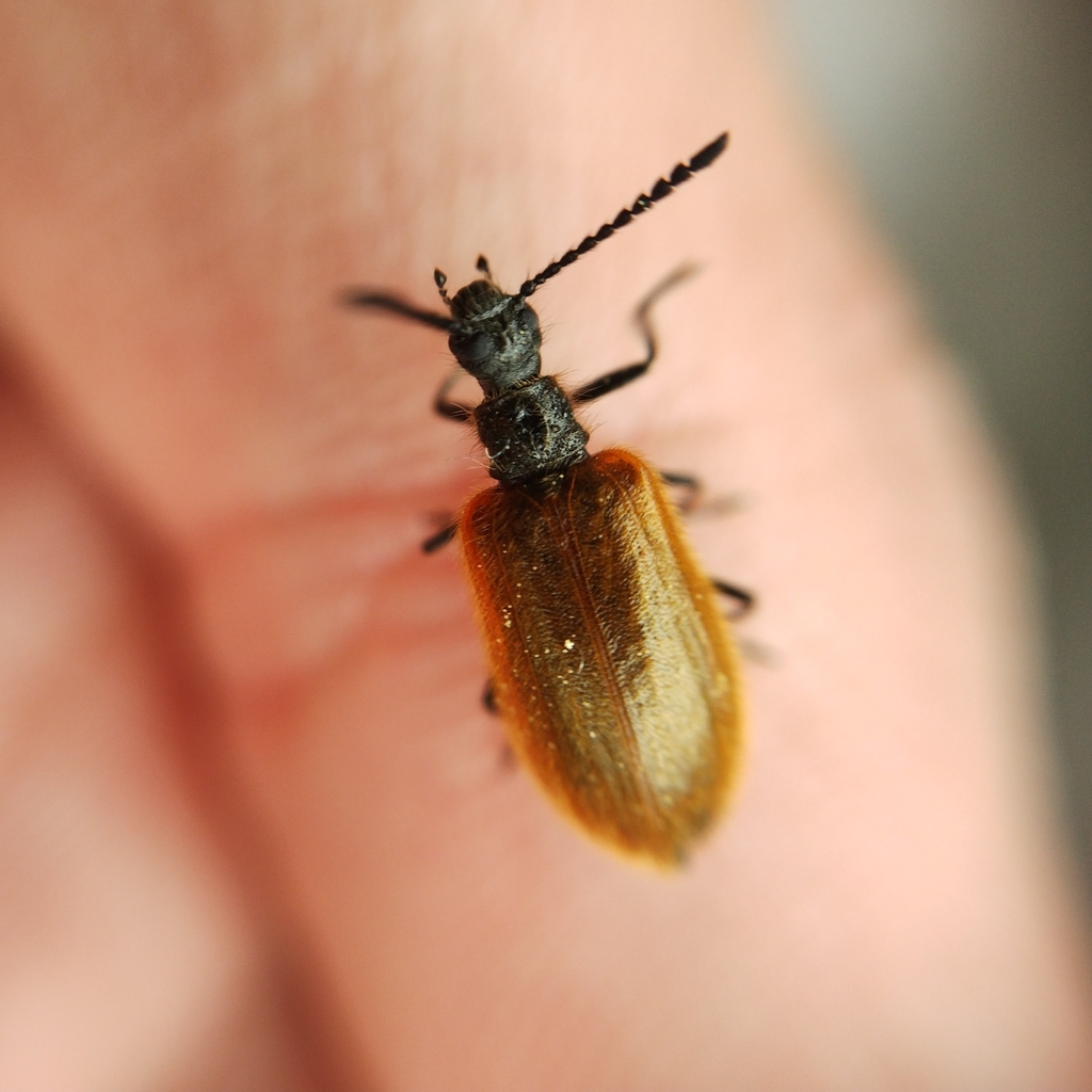 Lagria atripes