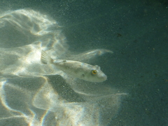 Sphoeroides annulatus