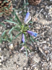 Penstemon heterodoxus