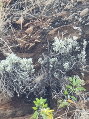 Helichrysum monizii image