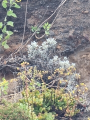 Helichrysum monizii image