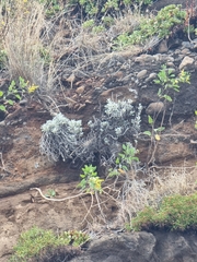 Helichrysum monizii image