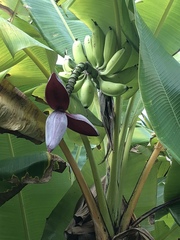 Musa balbisiana