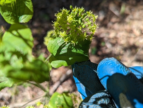 Image of Smilax illinoensis by (c) Skyler Principe, some rights reserved (CC BY)
