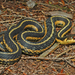 Eastern Garter Snake - Photo (c) Jonathan Gagnon, some rights reserved (CC BY-NC), uploaded by Jonathan Gagnon