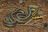 Eastern Garter Snake - Photo (c) Jonathan Gagnon, some rights reserved (CC BY-NC), uploaded by Jonathan Gagnon