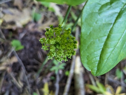 Image of Smilax illinoensis by (c) Skyler Principe, some rights reserved (CC BY)