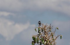 Spizella atrogularis