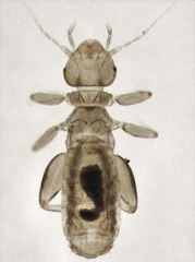 Liposcelididae