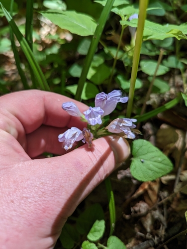 Image of Meehania cordata by (c) Sam Taylor, some rights reserved (CC BY)