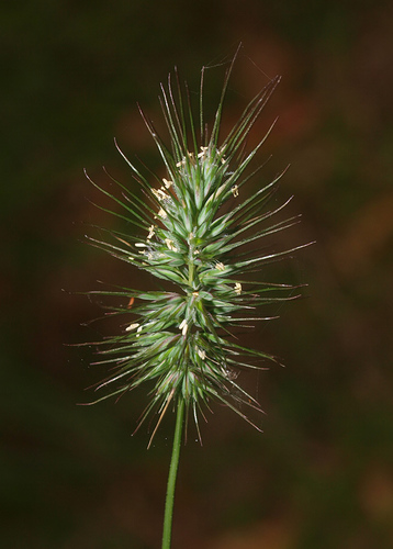 Echinopogon ovatus (G.Forst.) P.Beauv.