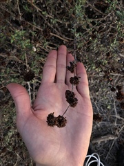 Eriogonum parvifolium