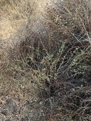 Eriogonum parvifolium
