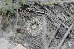 Mammillaria chionocephala