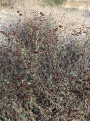 Eriogonum parvifolium